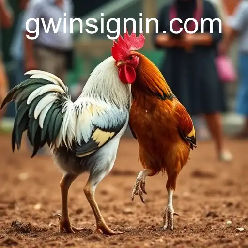 The Complex World of Cockfighting: GWIN's Role in Modernizing Tradition